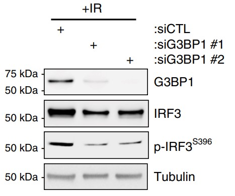 Lysates were subjected to western blot analysis against indicated proteins.jpg